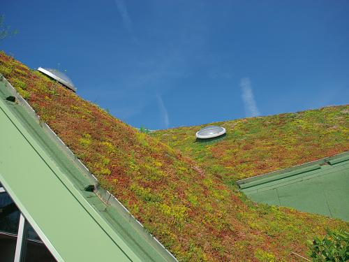 Sedum roof